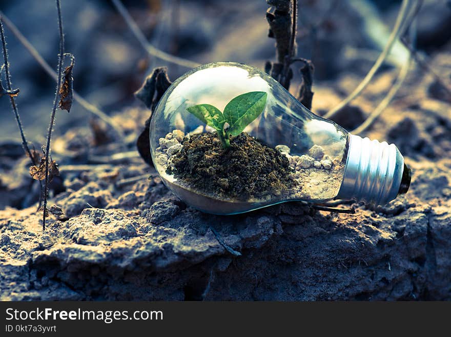 Clear Light Bulb Planter on Gray Rock