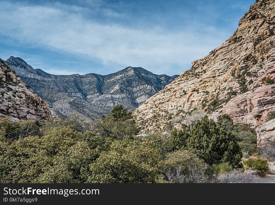 Green Leafed Trees Near on Mountain