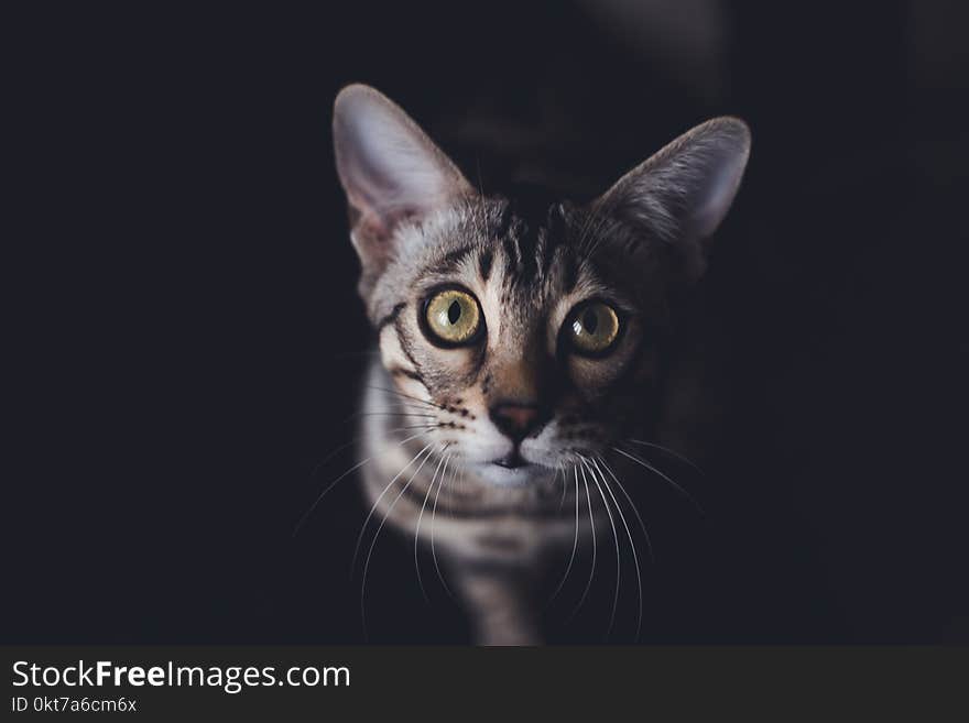 Close Up Photography of Gray Tabby Cat