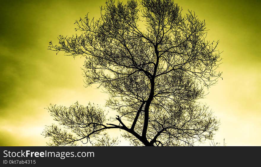 Silhouette of Tree