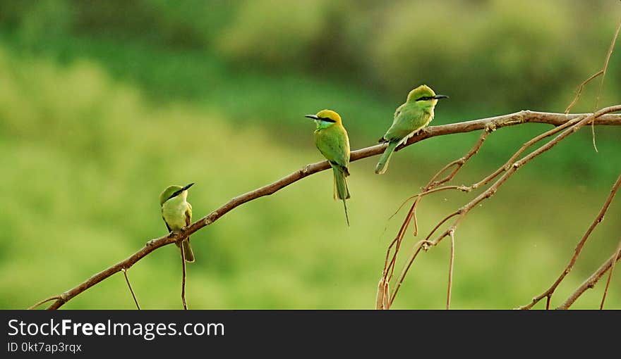 Three Long-beaked Small Birds Perched on Brown Tree Branch