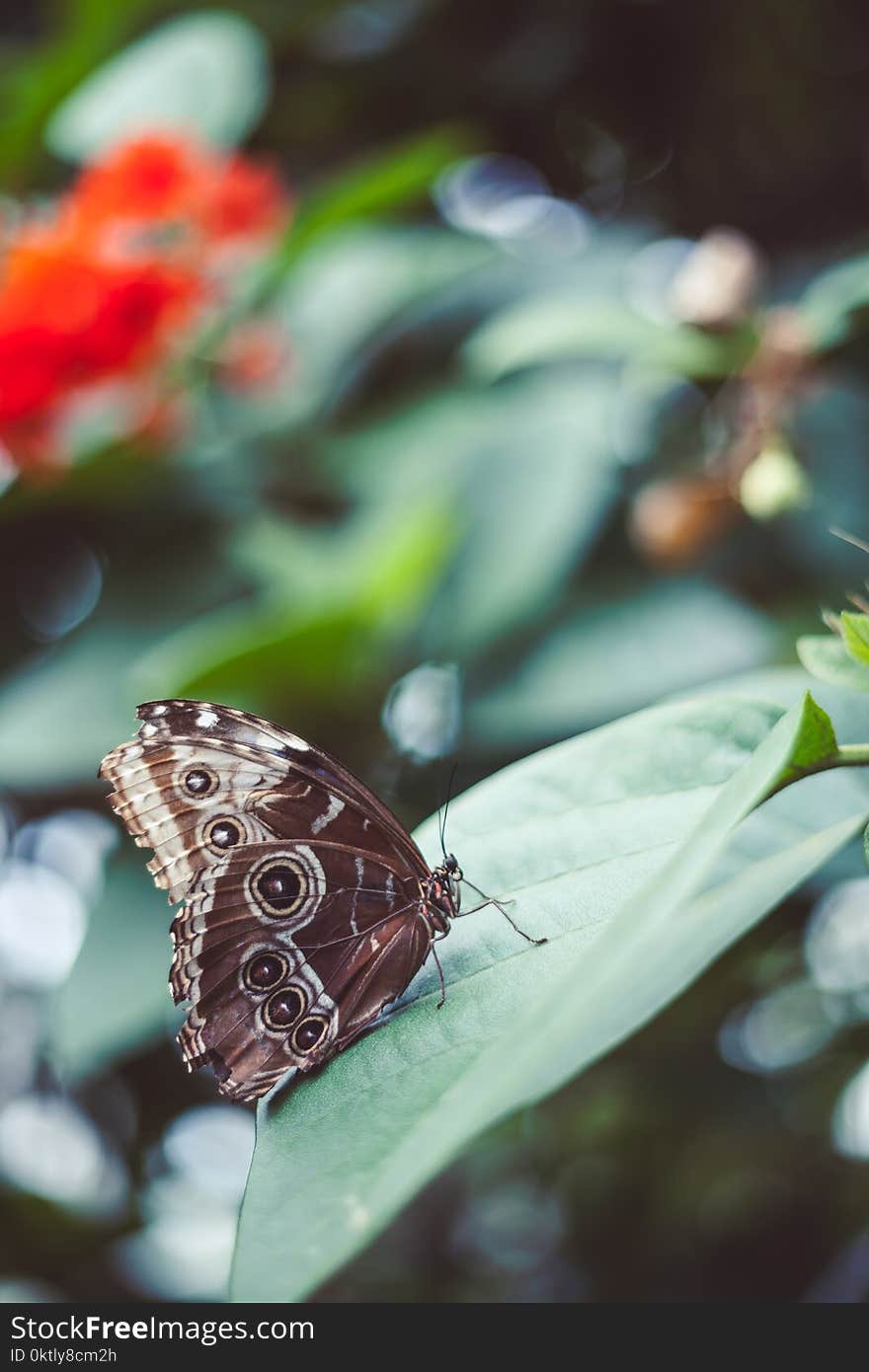 Perfect butterfly on a flower. Perfect rustic photo. Perfect butterfly on a flower. Perfect rustic photo.