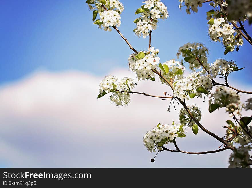 Photography of Cherry Blossoms