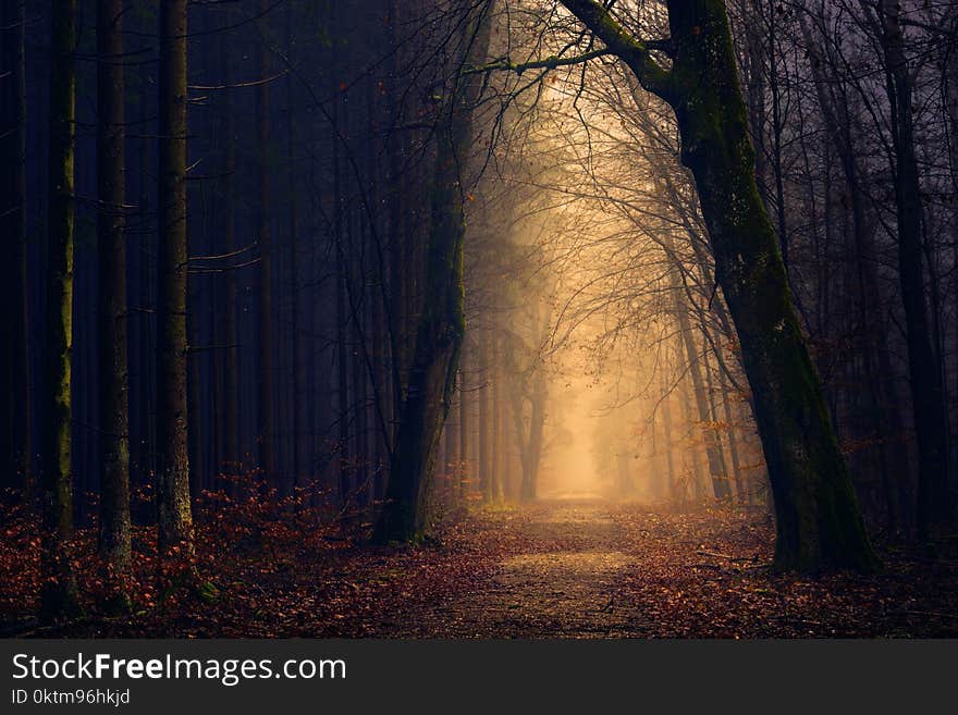 Trees Near Pathway