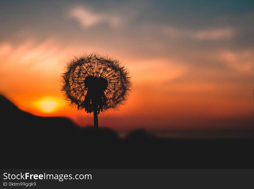 Silhouette Photo of Dandelion