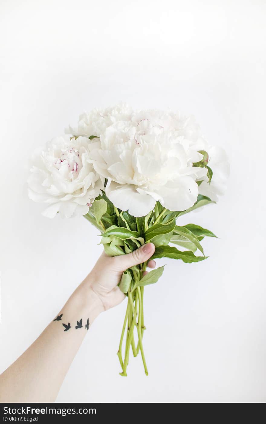 Person Holding White Peony Bouquet Closeup Photography