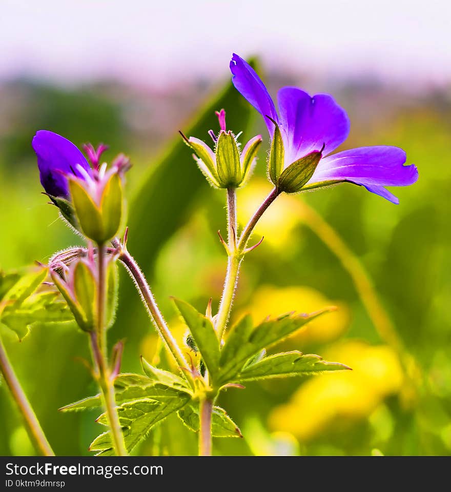 Selective Focus Photo of Purple Petaled Flowers