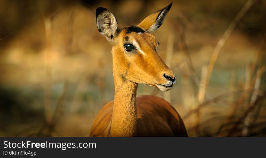 Closeup Photography Of Animal At Daytime