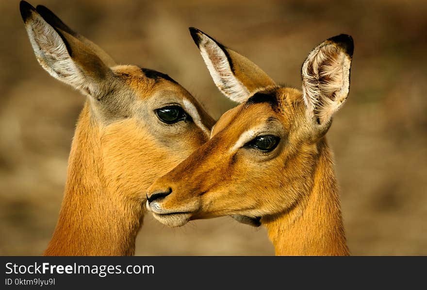 Photo of Two Brown Deers