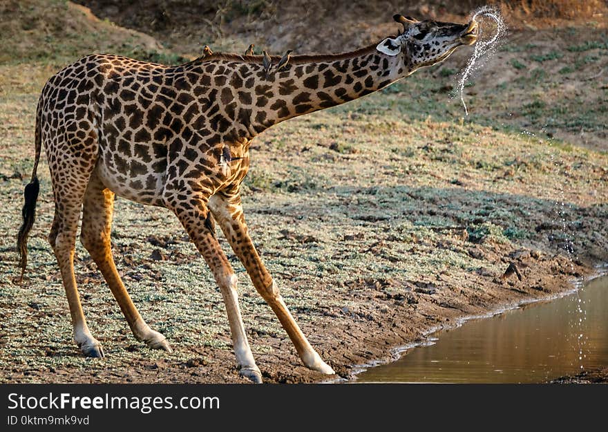 Giraffe Drinking Water