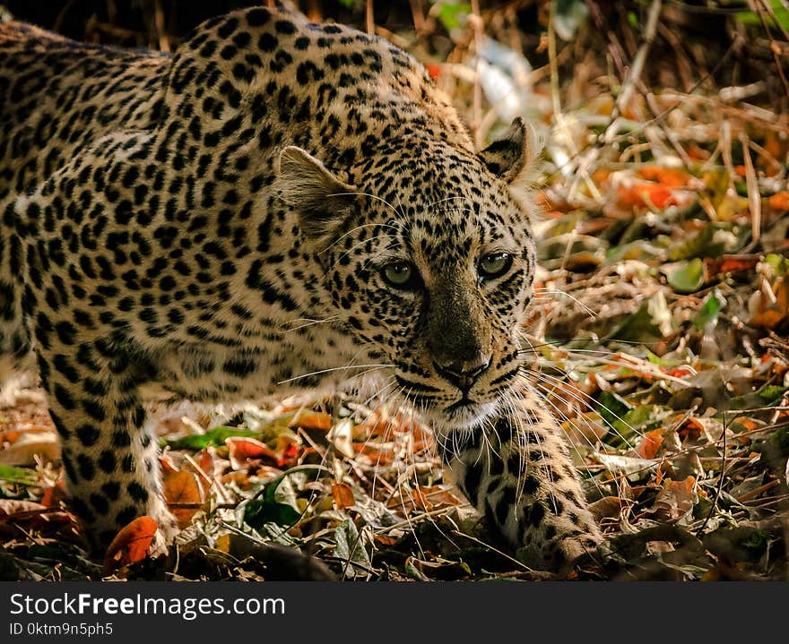 Shallow Focus Photograph Of Leopard