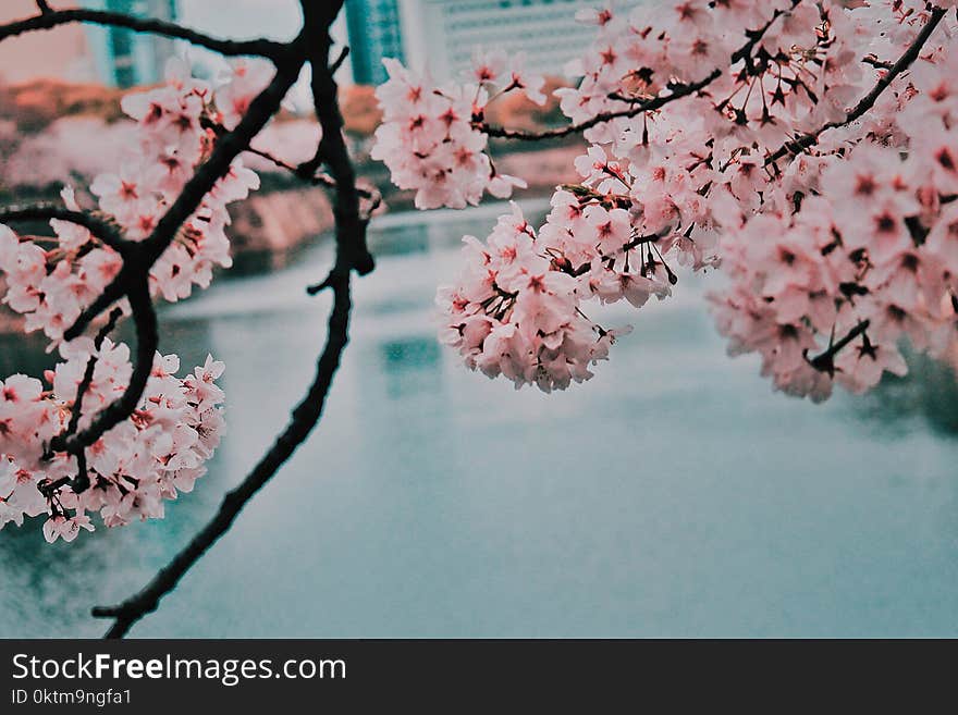 Cherry Blossom Beside Body Of Water