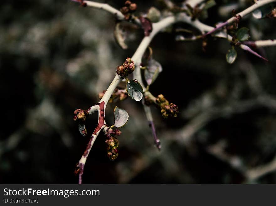 Focus Photo Of A Branch