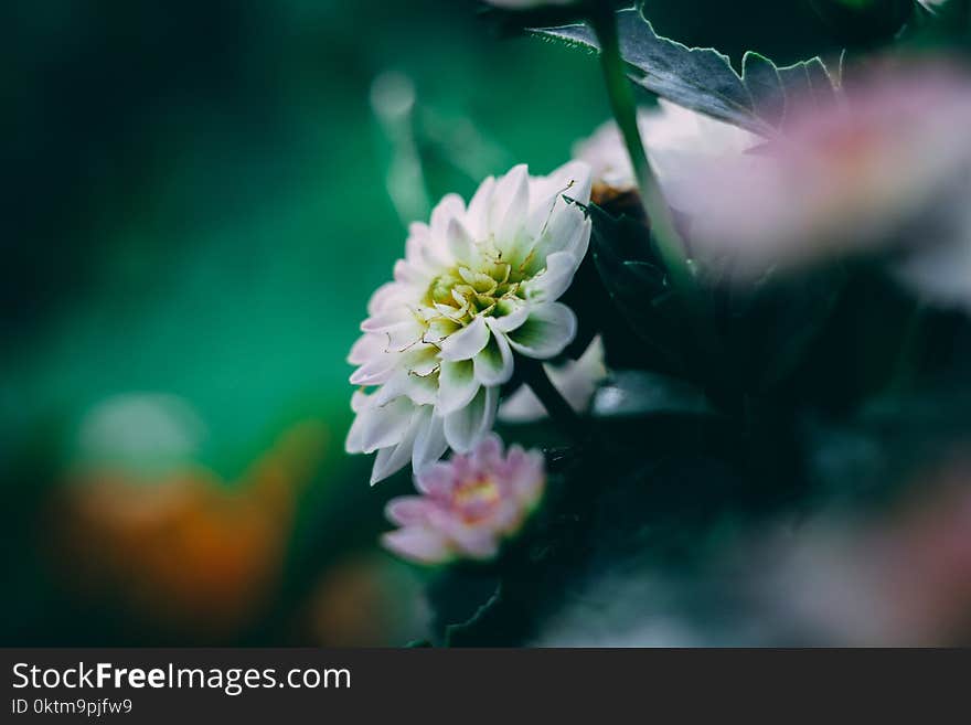 White Dahlia Flower