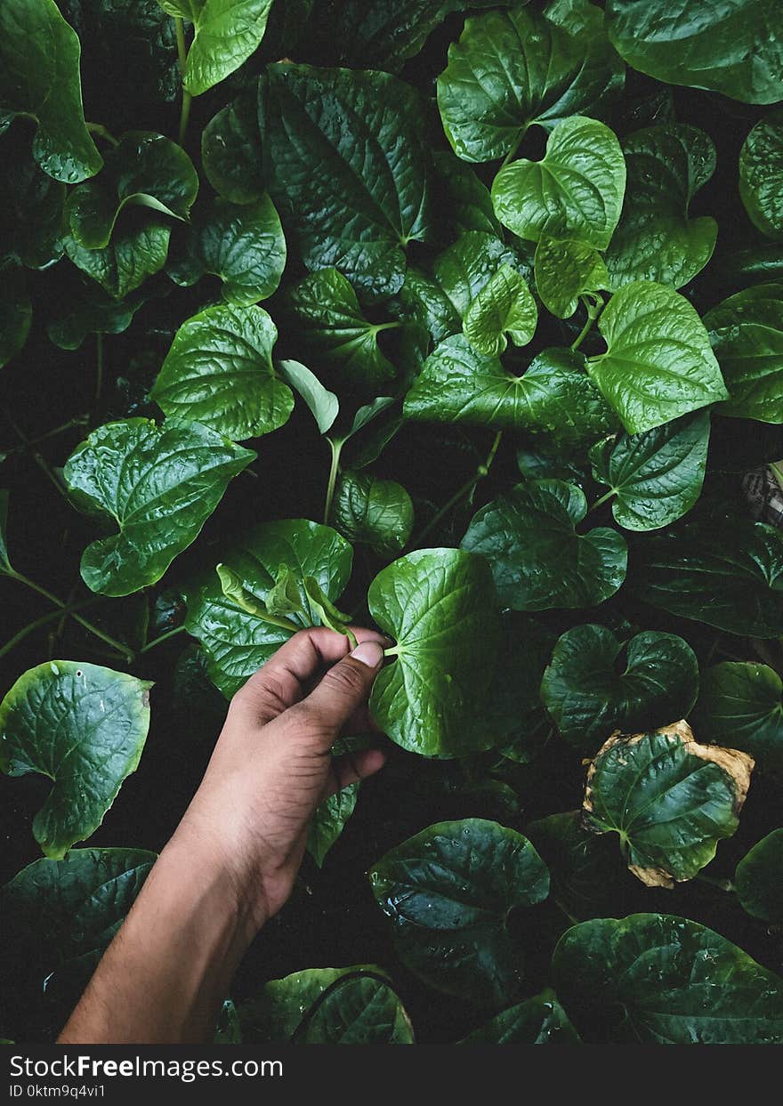 Person Holding Green Leaf