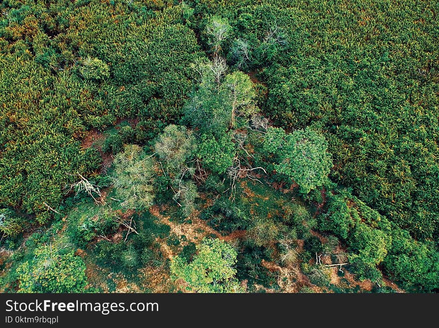 Aerial Photo Of Green Trees