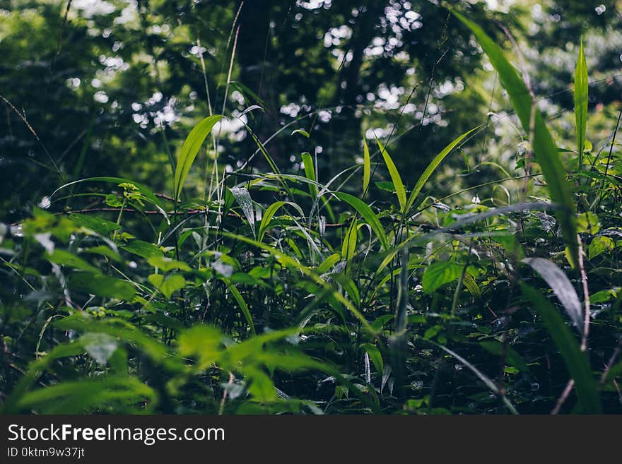 Selective Focus Photo of Green Grass Field Under Green Trees