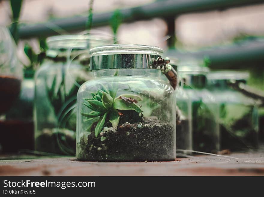 Green Succulent Plant In Clear Glass Container