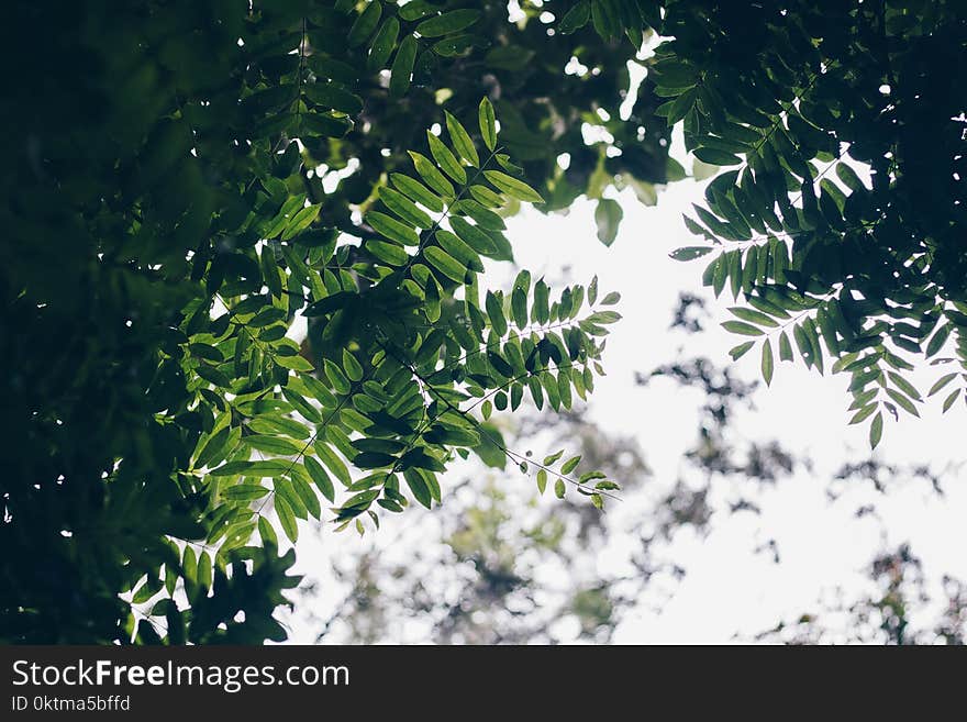 Green Leaves