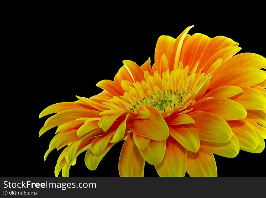 Close-up Photography Yellow Gerbera Daisy Flower