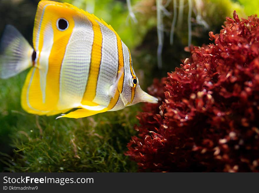 Yellow and White Fish