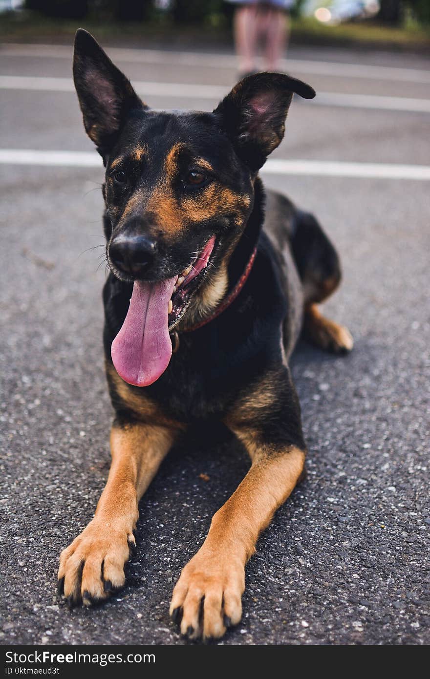 German Shepherd Puppy