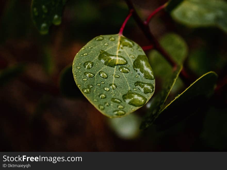 Green Leaf With Water Dew