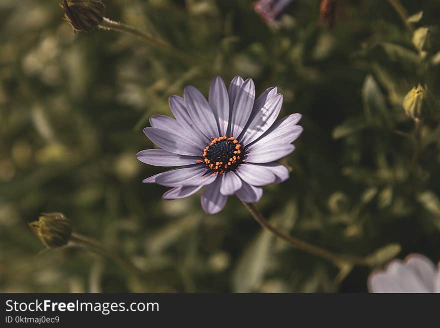 Selective Focus Photography of Purple Osteospermum Flower