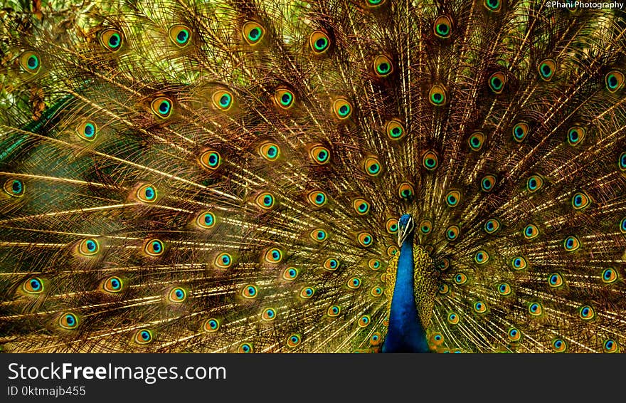 Closeup Photo of Brown and Blue Peacock