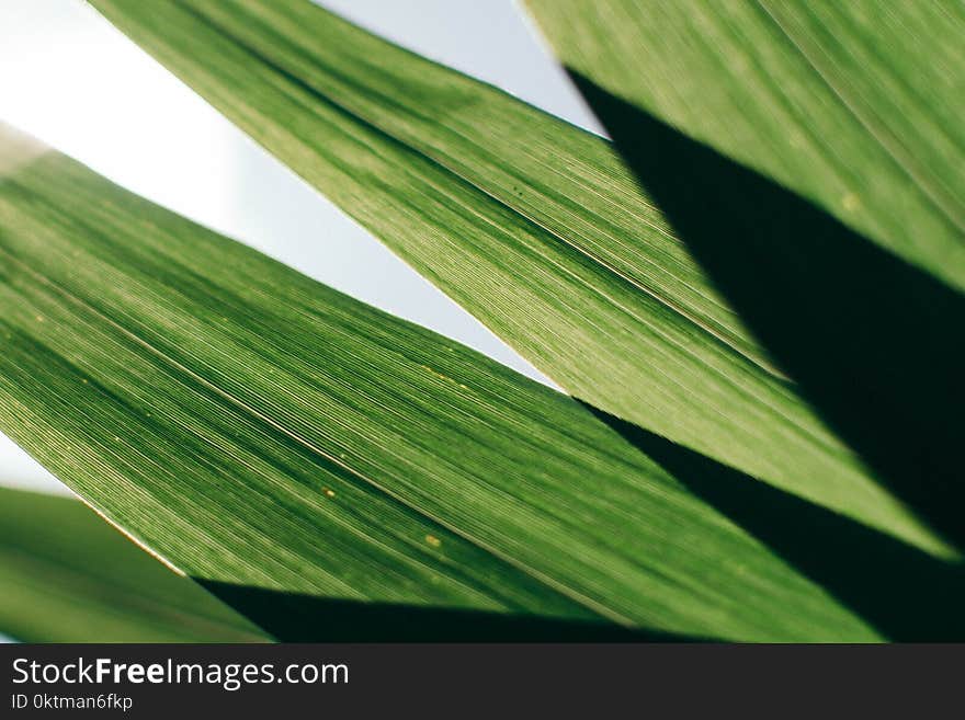 Close-Up Photo Of Green Leaves