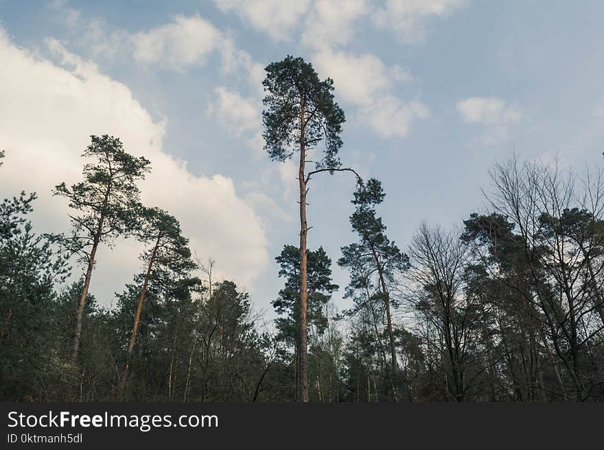 Photo of Trees