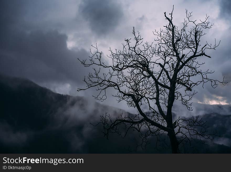 Silhouette of Bare Tree Photography