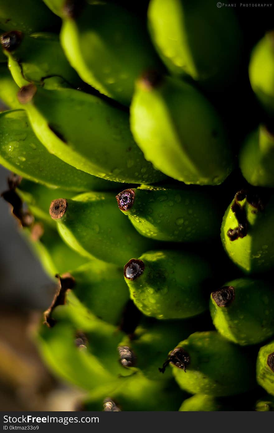 Shallow Focus Photography of Unripe Bananas