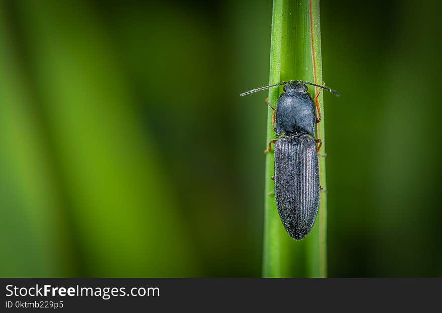 Macro Photo of Black Common Ground Beetle