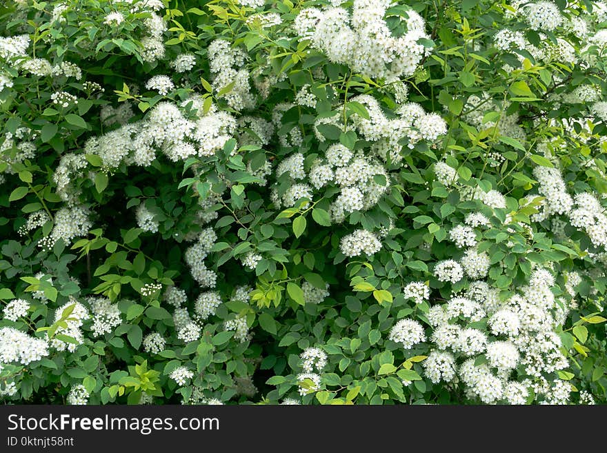 Spring spirea bloom