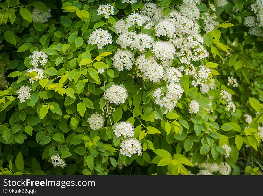 White blossom of spirea shrubs in spring season. White blossom of spirea shrubs in spring season.