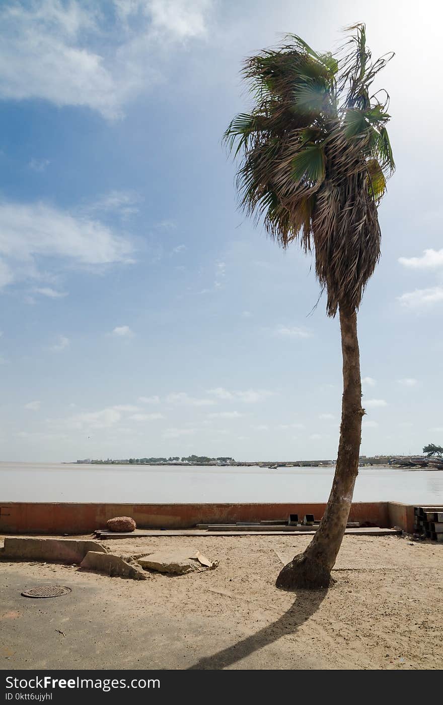 Single windswept palm tree in front of low wall at the sea in St Louis, Senegal, Africa.