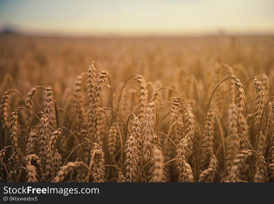 Wheat Grains Field