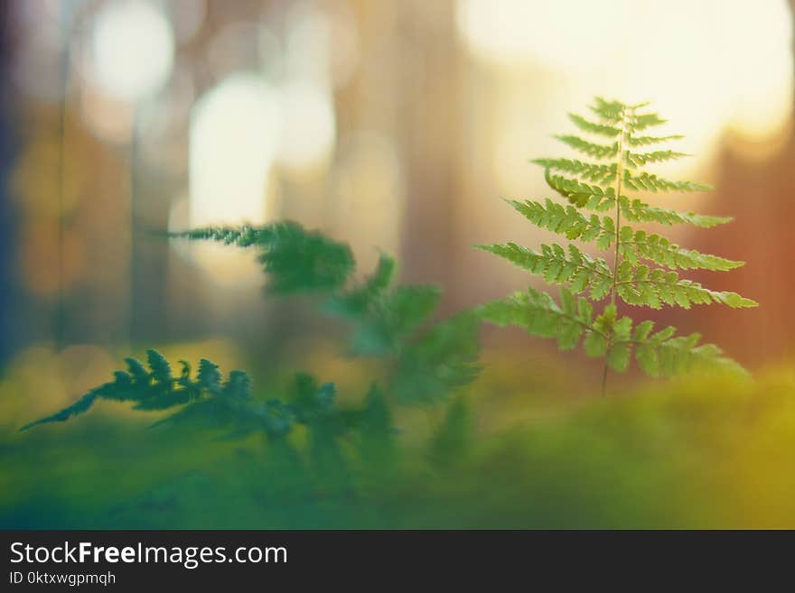 Selective Focus Photo of Green Leaf Plant