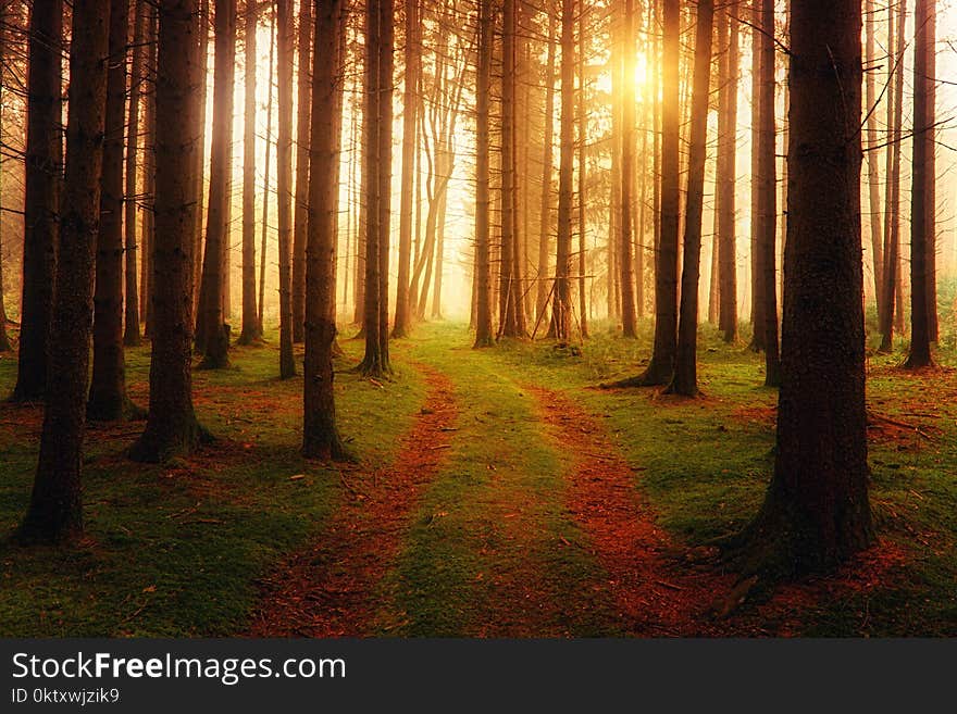 Landscape Photography of Forest