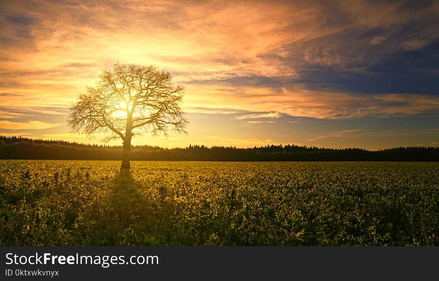 Silhouette Of Tree