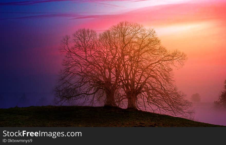 Two Bare Trees Beside Each Other during Sunset