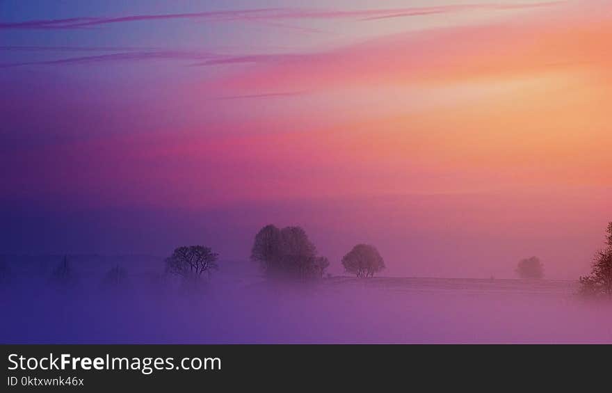 Trees Covered By Fog