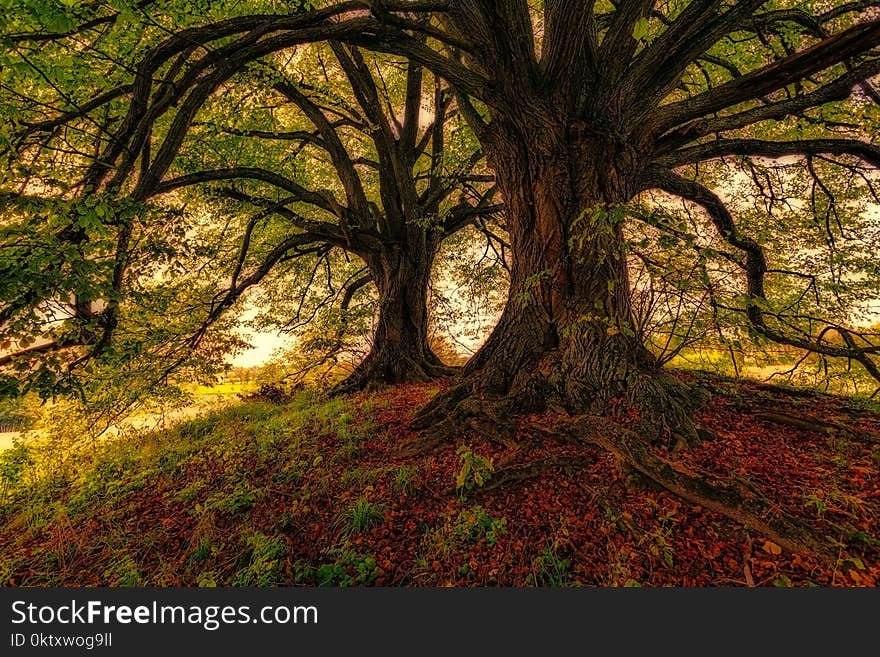 Green Leafed Trees