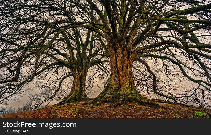 Two Bare Trees