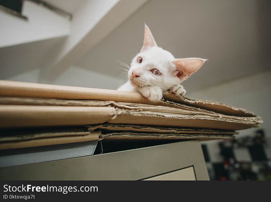 White Kitten on Brown Folded Cardboard Box