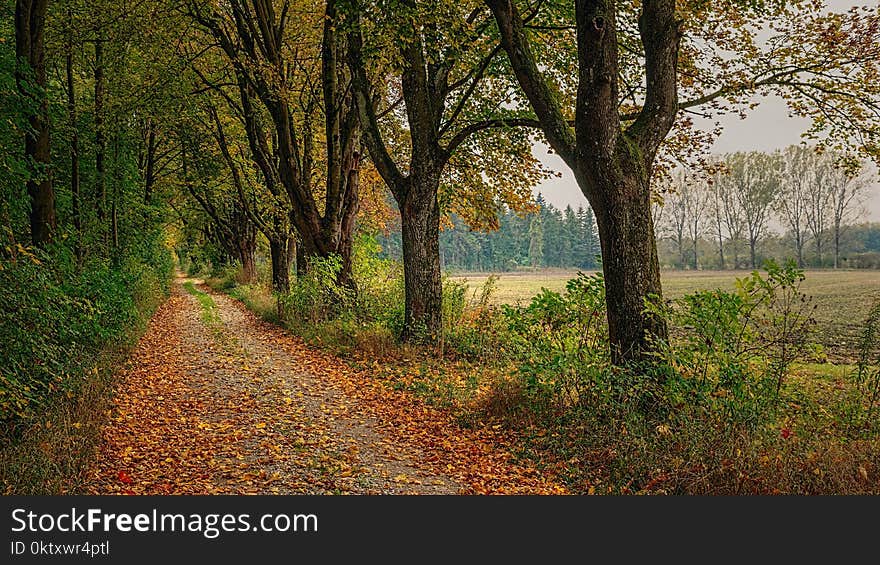 Trees By The Road