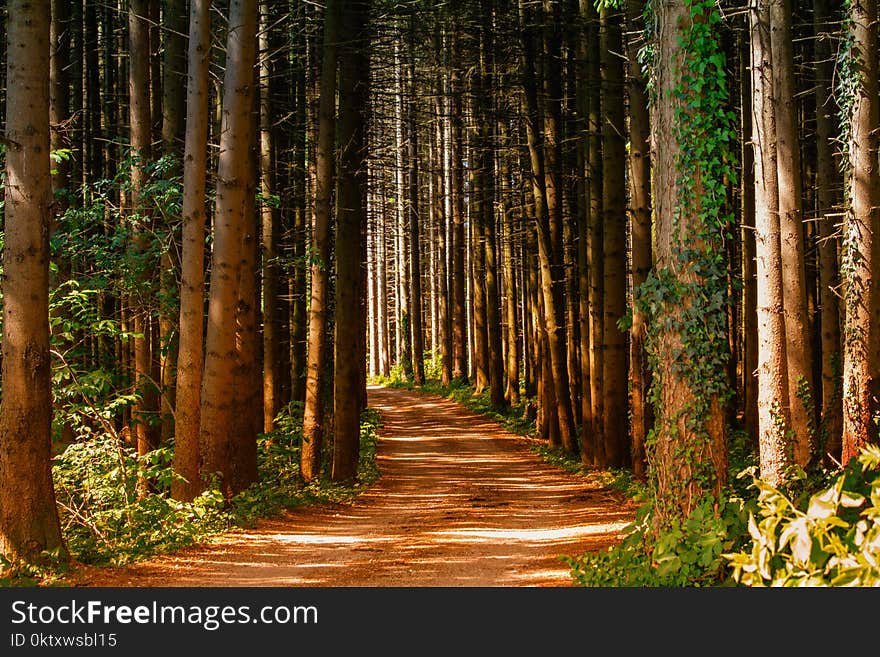 Pathway in Between Trees at Daytime