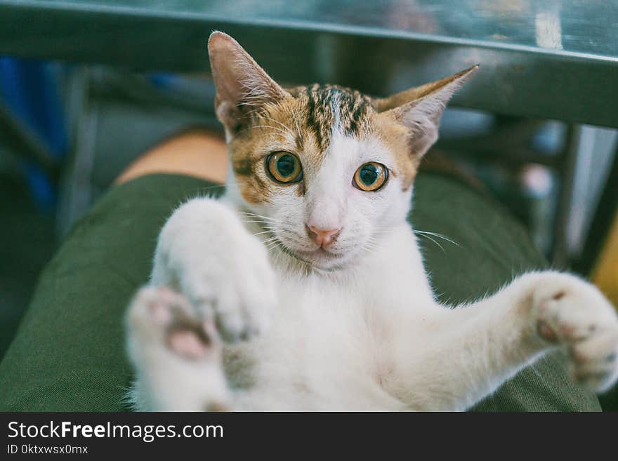 White Cat on Person&#x27;s Lap