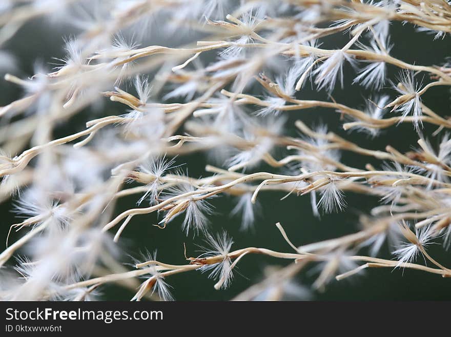 Shallow Focus Photography of Dandelion Flower